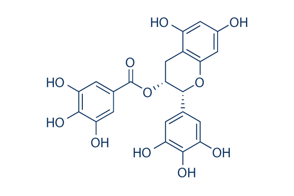 EGCG ( (-)-Epigallocatechin Gallate)