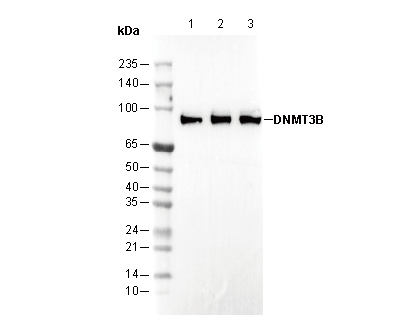 DNMT3B Antibody