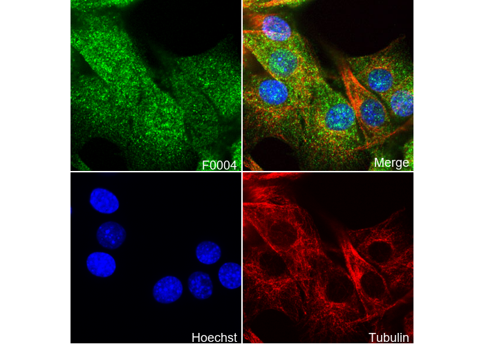 Akt (pan) Antibody