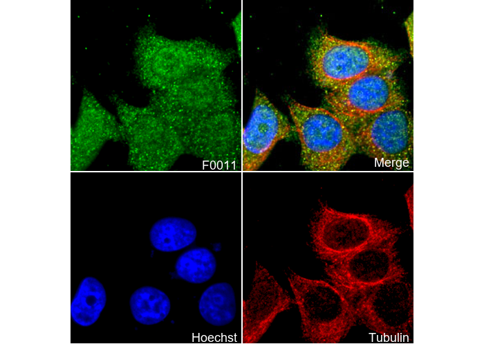 p70 S6 Kinase Antibody