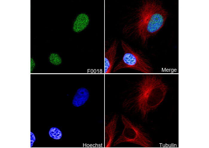 PCNA Antibody