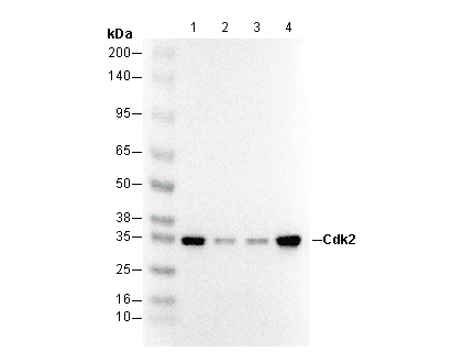 Cdk2 Antibody