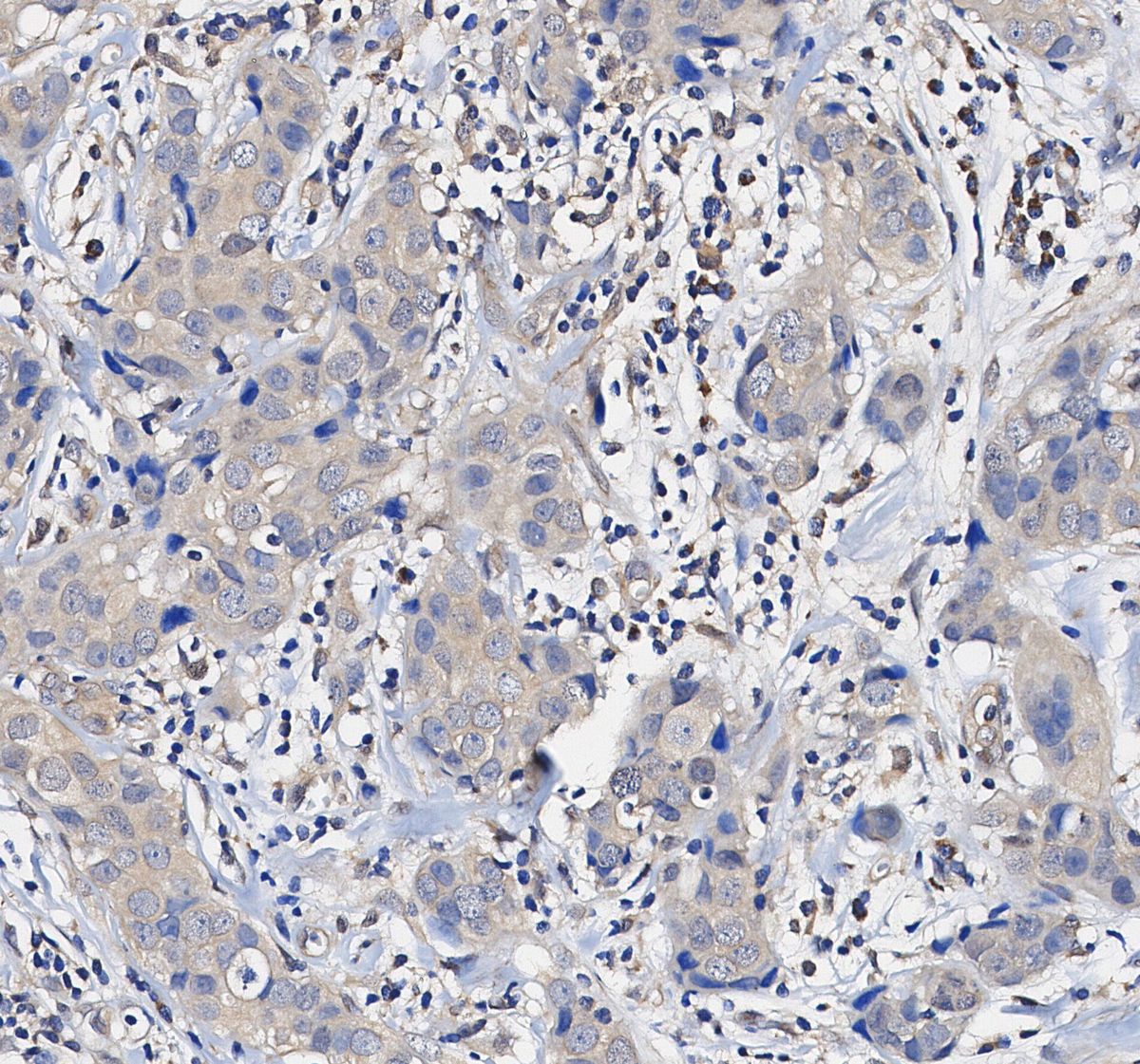 MCL1 Antibody