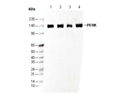 PERK Antibody