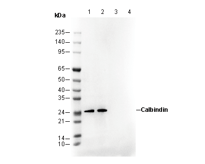 Calbindin-D-28K Antibody