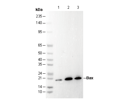 Bax Antibody