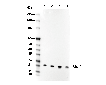 Rho A Antibody