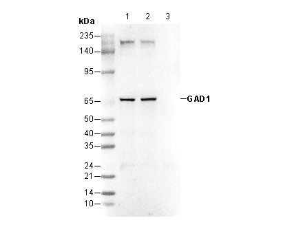 GAD67/GAD1 Antibody