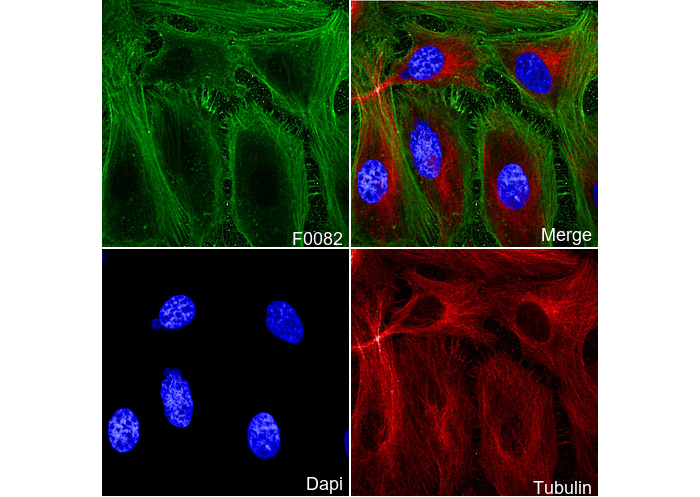 Actin Antibody