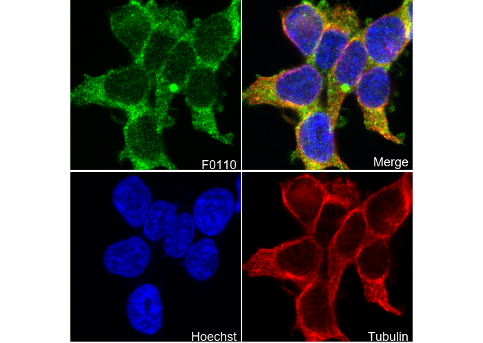 Vinculin Antibody