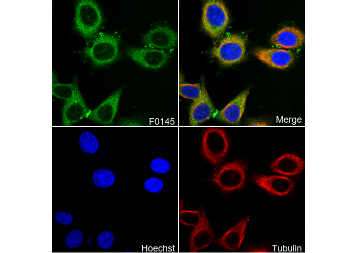 LC3B Antibody