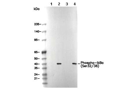Phospho-IκBα (Ser32/36) Antibody
