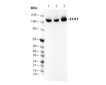 EEA1 Antibody