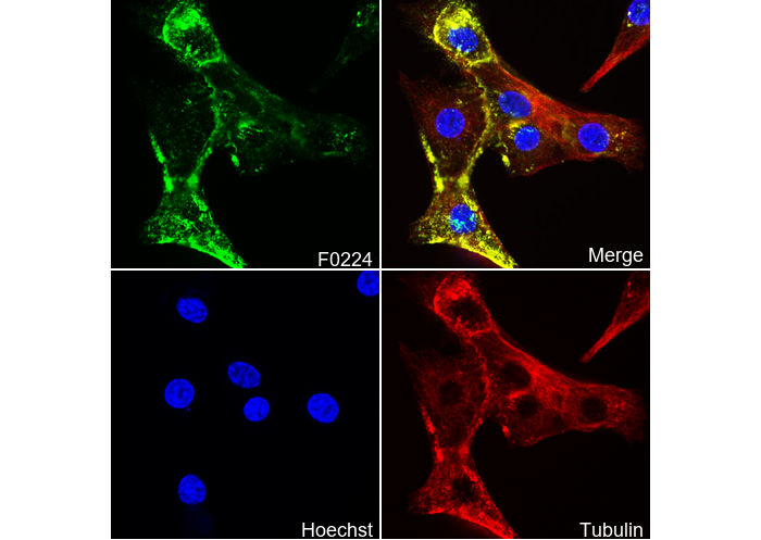 Caveolin-1 Antibody