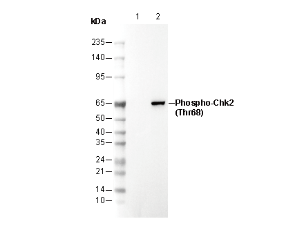 Phospho-Chk2 (Thr68) Antibody