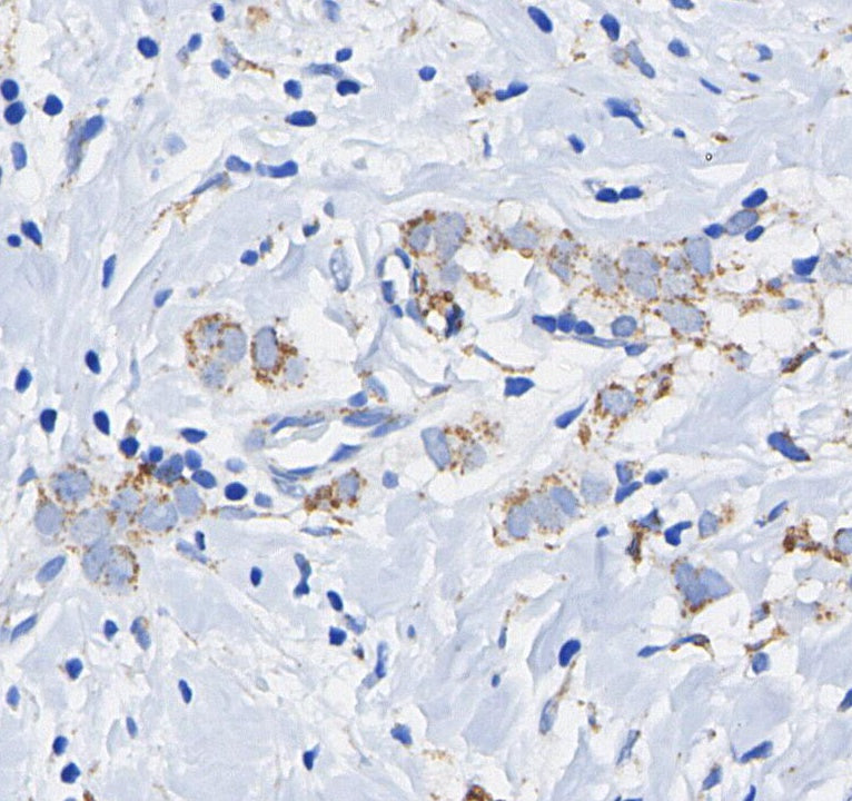 AIF Antibody