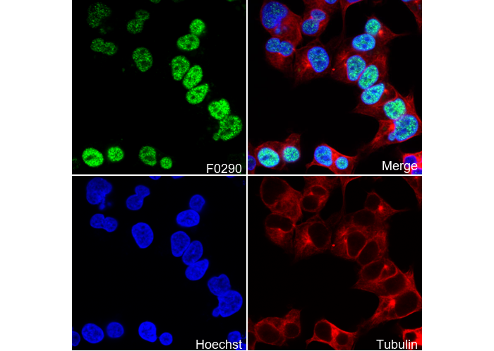 Nanog Antibody