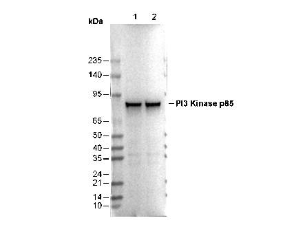 PI3 Kinase p85 Antibody