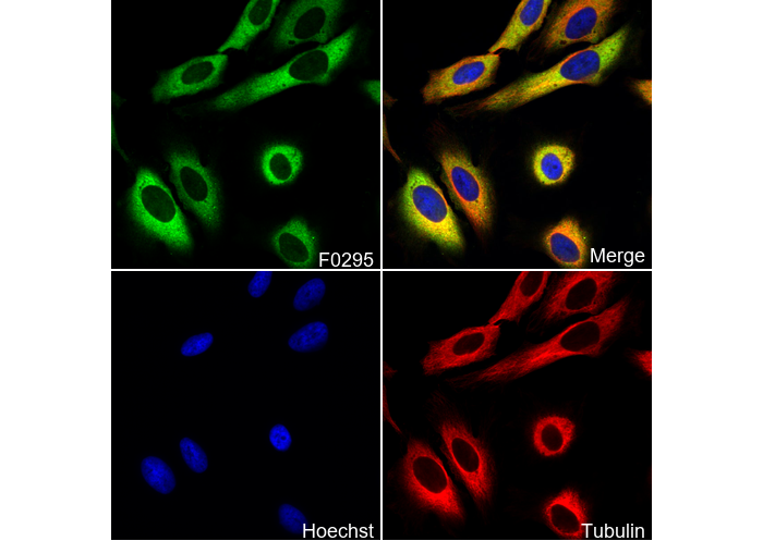PKM2 Antibody