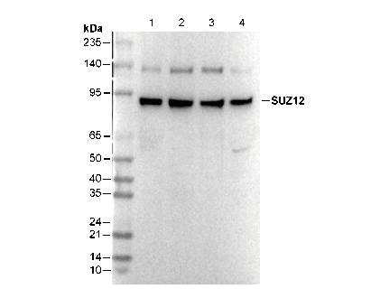 SUZ12 Antibody