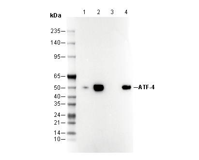 ATF-4 Antibody