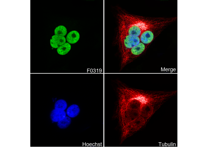 Acetyl-Histone H3 (Lys9) Antibody