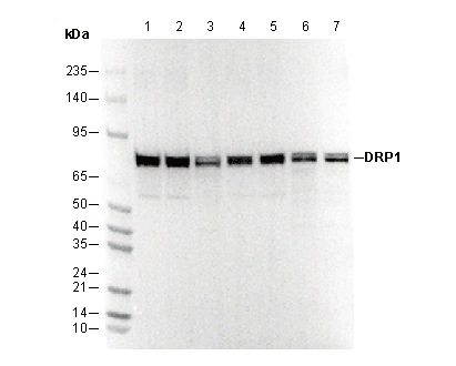 DRP1 Antibody