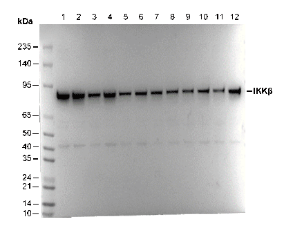 IKK β Antibody