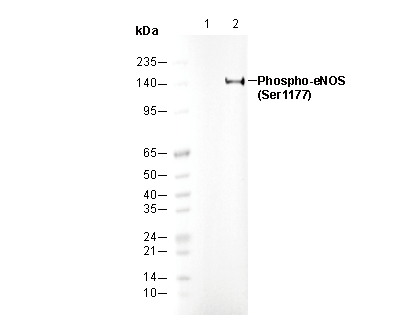 Phospho-eNOS (Ser1177) Antibody