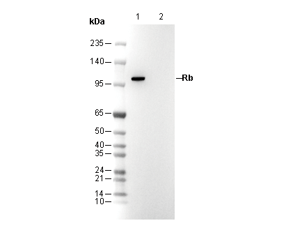 Rb Antibody