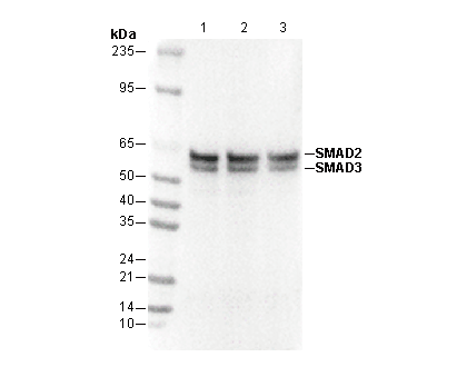 Smad2/3 Antibody