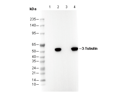 βIII-Tubulin Antibody