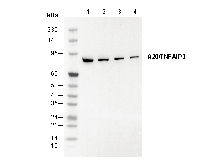 A20/TNFAIP3 Antibody