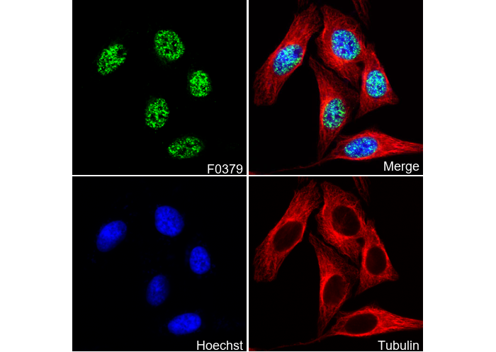 G9a/EHMT2 Antibody