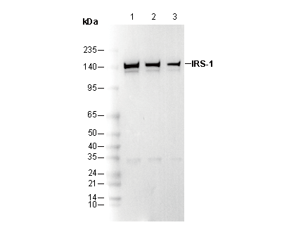 IRS-1 Antibody