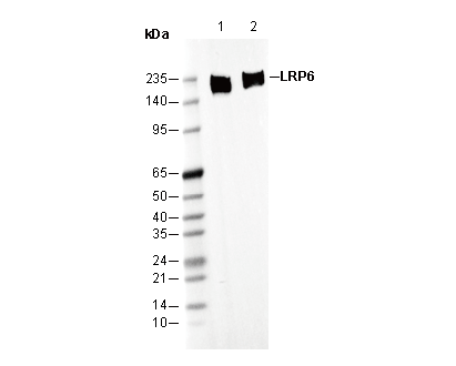 LRP6 Antibody