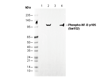 Phospho-NF-κB p105 (Ser932) Antibody