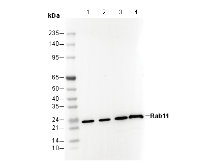 Rab11 Antibody