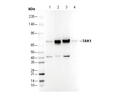 TAK1 Antibody