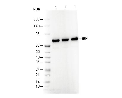 Btk Antibody