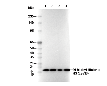 Histone H3 (di methyl Lys36) Antibody