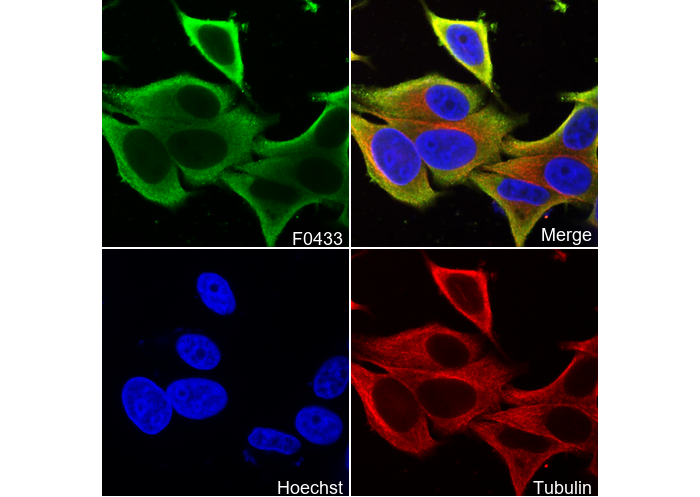 HER3/ErbB3 Antibody