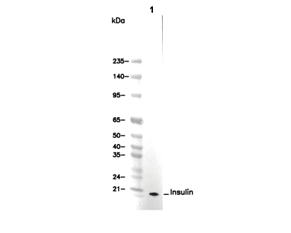 Insulin Antibody