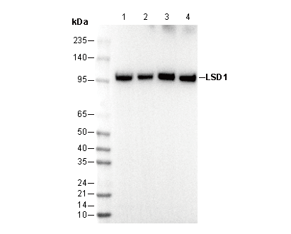 LSD1 Antibody