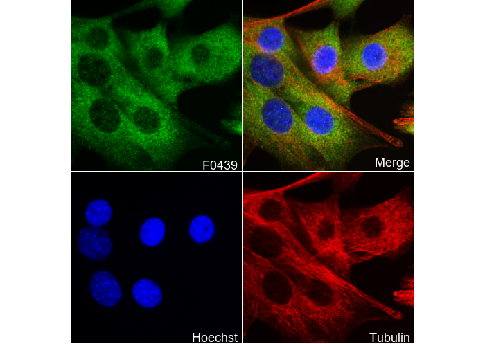 NF-κB1 p105/p50 Antibody