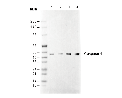 Caspase1 Antibody