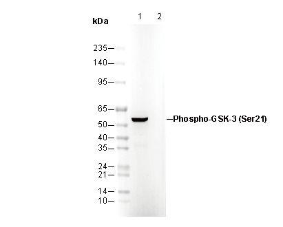 Phospho-GSK-3 (Ser21) Antibody