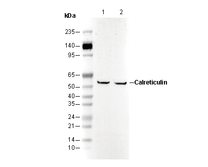 Calreticulin Antibody