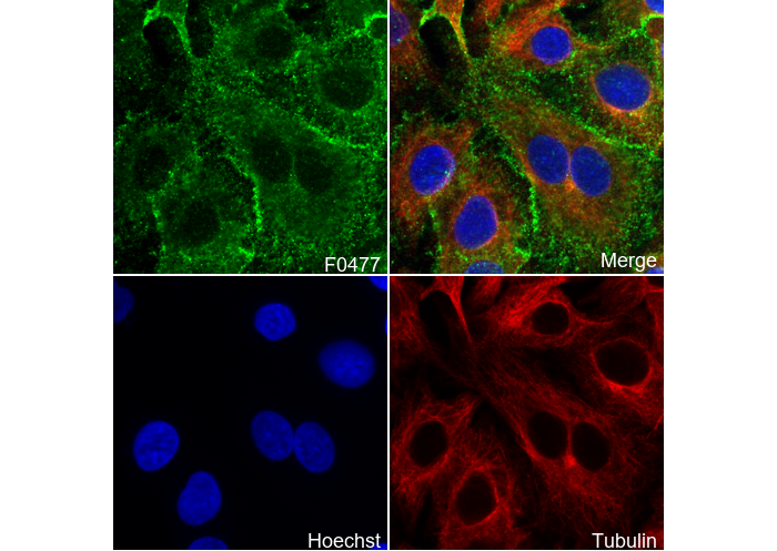 EphA2 Antibody