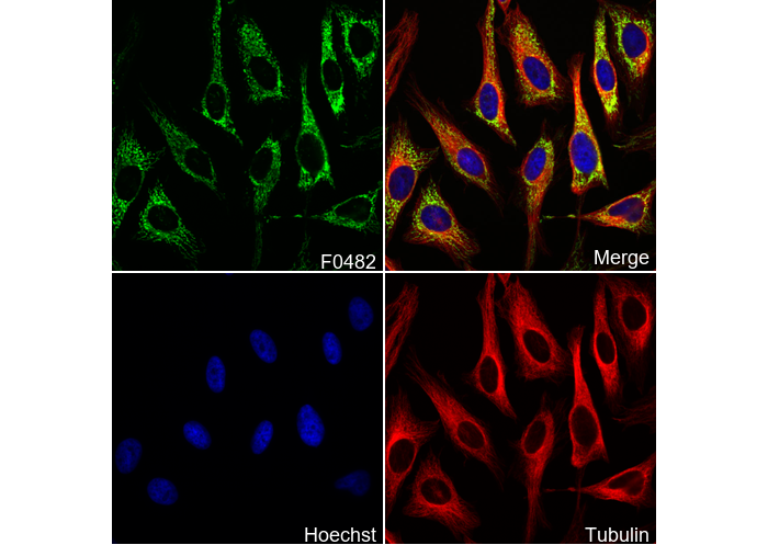HSP60 Antibody